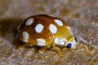 Vibidia duodecimguttata