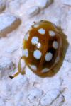 Vibidia duodecimguttata