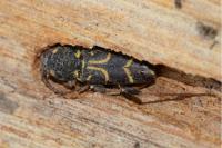Xylotrechus antilope