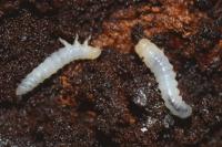 Bolitophagus reticulatus