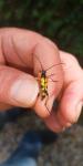 Rutpela maculata