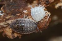 Oniscus asellus