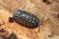 Armadillidium pictum