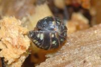 Armadillidium pictum
