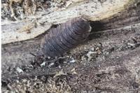 Porcellio scaber