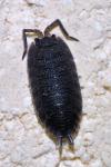 Porcellio scaber