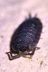 Porcellio scaber