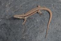 Podarcis muralis