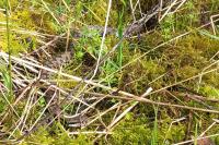 Vipera aspis