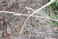 Anguis fragilis