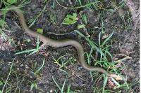 Natrix helvetica