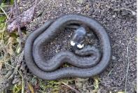 Natrix helvetica