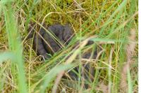 Vipera aspis