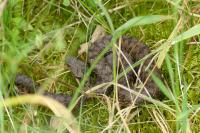 Vipera aspis