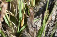 Lacerta bilineata