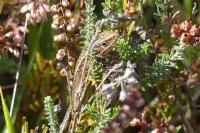 Zootoca vivipara