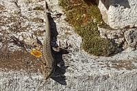 Podarcis muralis