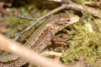 Zootoca vivipara