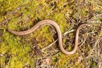 Anguis fragilis