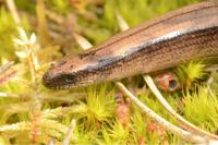 Anguis fragilis