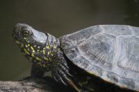 Emys orbicularis
