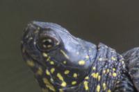 Emys orbicularis