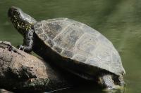 Emys orbicularis