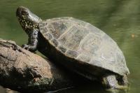 Emys orbicularis