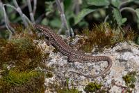 Podarcis muralis