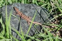 Lézard des murailles 