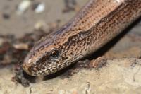 Anguis fragilis