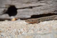 Podarcis muralis
