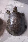 Emys orbicularis