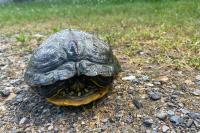 Trachemys scripta