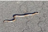 Zamenis longissimus