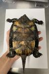 Emys orbicularis