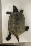 Emys orbicularis