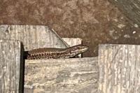 Podarcis muralis