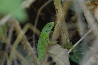 Lacerta bilineata
