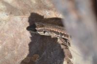 Podarcis muralis