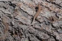 Podarcis muralis