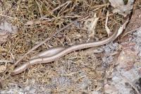 Anguis fragilis
