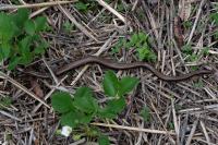 Anguis fragilis