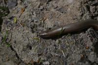 Anguis fragilis