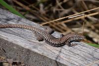 Podarcis muralis