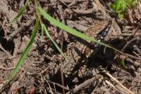 Podarcis muralis