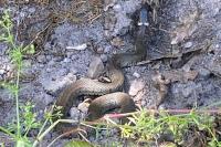 Natrix helvetica