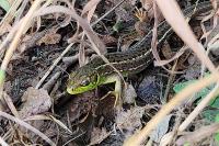 Lacerta bilineata