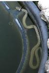 Natrix helvetica