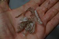 Podarcis muralis